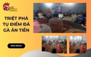 Triệt Phá Tụ Điểm Đá Gà Ăn Tiền, Bắt Giữ 50 Đối Tượng Tại Đắk Lắk