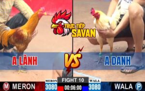 Trận 10 CPC2 Ngày 07/03/2025 - Gà Anh Lành Đá 1 Tay Nước Lụm Gà Anh Danh