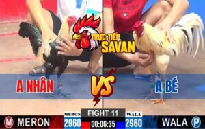 Trận 11 CPC2 Ngày 07/03/2025 - Gà Anh Nhân Bị Gà Anh Bé Dí Chạy