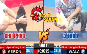 Trận 11 CPC3 Ngày 16/03/2025 - Gà Chú Phúc Bị Hạ Bởi Gà Anh Thảo