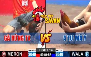 Trận 14 CPC2 Ngày 14/03/2025 - Gà Rừng Và Anh Tư Mã Ý