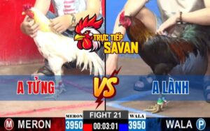Trận 21 CPC2 Ngày 07/03/2025 - Gà Anh Lành Đá Gà Anh Tửng Bay Bồ