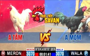 Trận 23 CPC1 Ngày 11/03/2025 - Gà Anh Tâm Và Anh Móm Đá Cực Căng