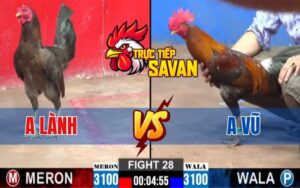Trận 28 CPC2 Ngày 07/03/2025 - Gà Anh Lành Hạ Gà Anh Vũ Nhanh Gọn