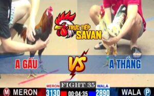 Trận 35 CPC1 Ngày 06/03/2025 - Gà Anh Thắng Xổ Đá 100 Triệu Lụm Gà Anh Gấu
