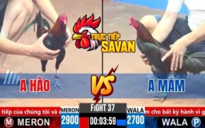 Trận 37 CPC3 Ngày 14/03/2025 - Anh Hào Và Anh Mắm Xổ Đá 100 Triệu