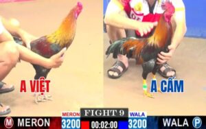 Trận 9 CPC1 Ngày 11/03/2025 - Chú Cấm Gặp Gà Cọp Bị Đá Xỉu