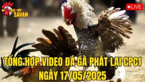 Tổng Hợp Video Đá Gà Phát Lại CPC1 Ngày 17/05/2025