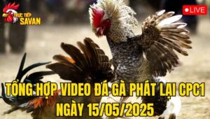 Tổng Hợp Video Đá Gà Phát Lại CPC1 Ngày 15/05/2025
