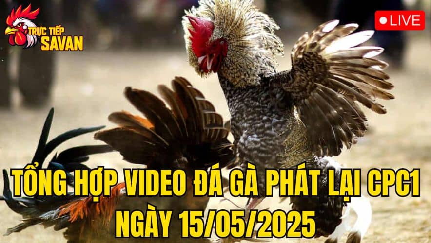 Tổng Hợp Video Đá Gà Phát Lại CPC1 Ngày 15/05/2025