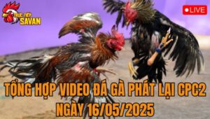 Tổng Hợp Video Đá Gà Phát Lại CPC2 Ngày 16/05/2025