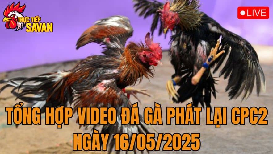 Tổng Hợp Video Đá Gà Phát Lại CPC2 Ngày 16/05/2025