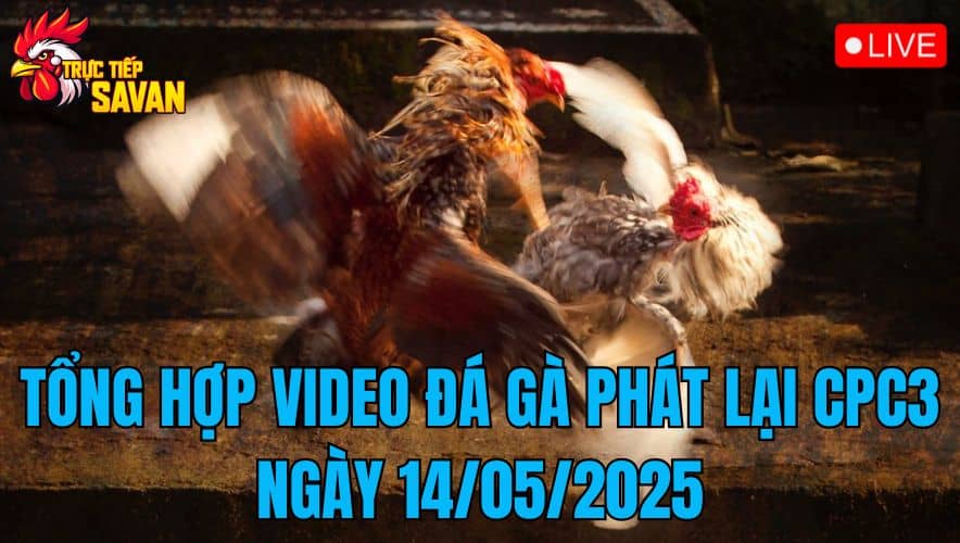 Tổng Hợp Video Đá Gà Phát Lại CPC3 Ngày 14/05/2025